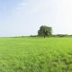 Government Regulated Grasslands Survey - Land Survey, Boundary Survey